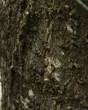 Morus alba