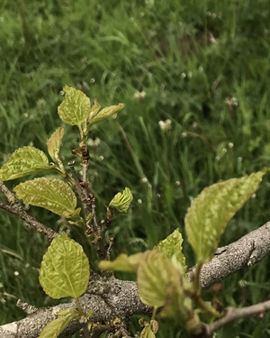 Morus alba