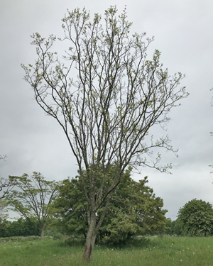 Morus alba