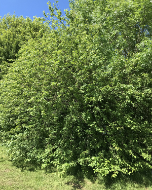 Prunus avium