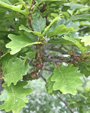 English oak leaves