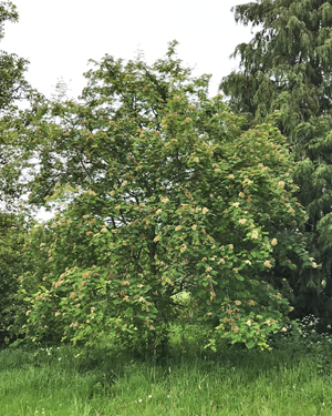 Sorbus aucuparia