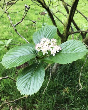 Sorbus subfusca