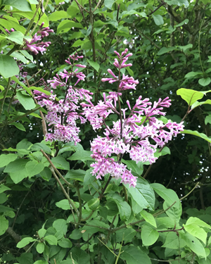 Hybrid lilac