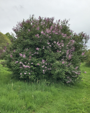 Syringa hybrid