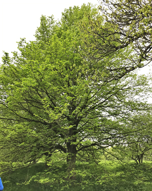 Tilia cordata