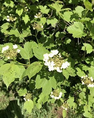 Viburnum opulus