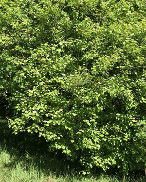 Guelder rose