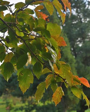 Amur maple