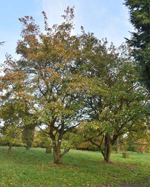 Acer ginnala