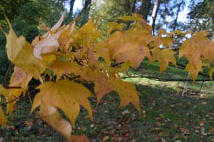 Acer griseum