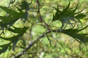 Cut leaved alder
