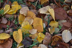 Monarch birch