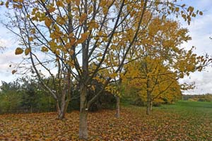 Monarch birch