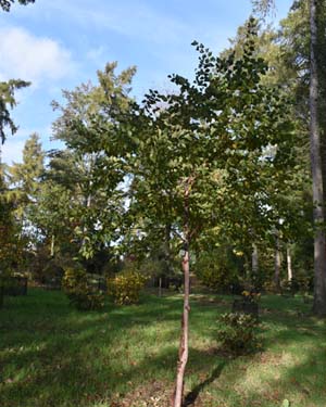 Chinese red birch