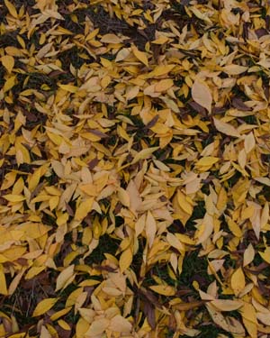 Carya cordiformis