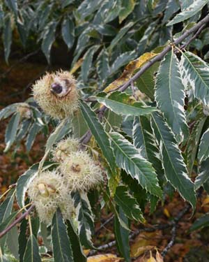 Castanea sativa albomarginata