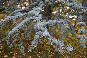 Cedrus atlantica glauca