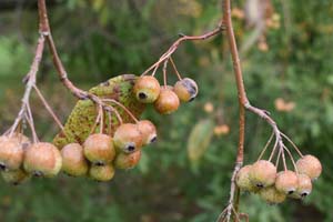 Malus spp.