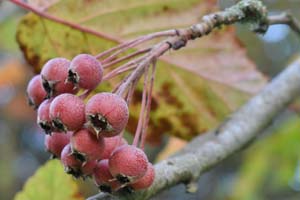 Malus spp.