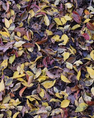 Birch leaved pear