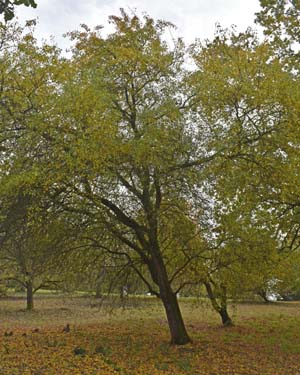 Birch leaved pear
