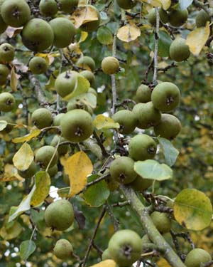 Heart leaved pear