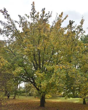 Heart leaved pear