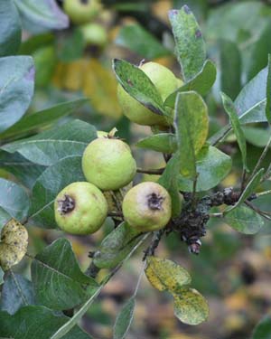 Syrian pear
