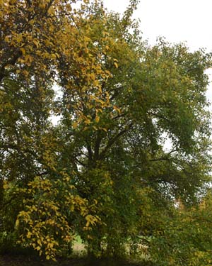 Le Conte pear