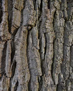 English oak bark