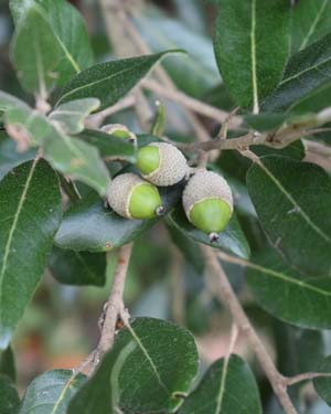 Evergreen oak