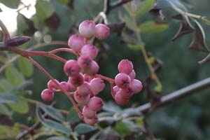 Sorbus oliveacea