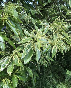Castanea sativa albomarginata
