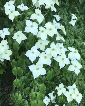 Cornus kousa
