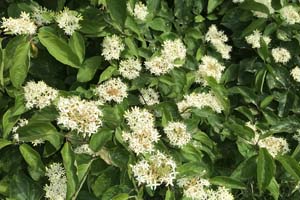 Common dogwood