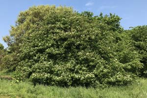 Cornus sanguinea