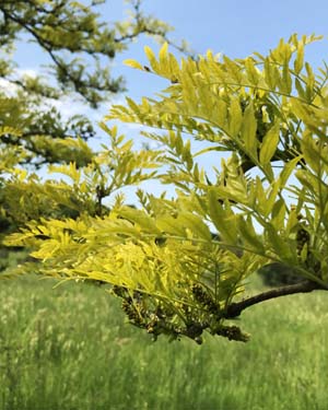Gleditsia triacantos