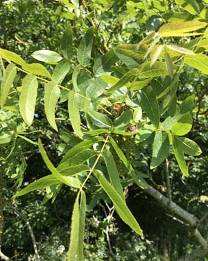 Juglans californica