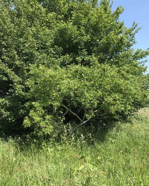 Californian black walnut