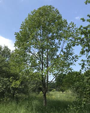 Liriodendron chinense