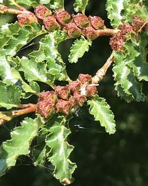 nothofagus antarctica