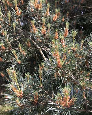 Scots pine