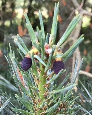 Scots pine