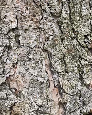 Pinus tabuliformis