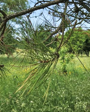 Pinus tabuliformis