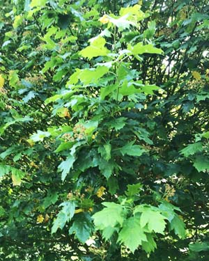 Wild service tree