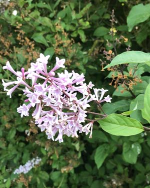 Hybrid lilac