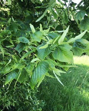 American linden