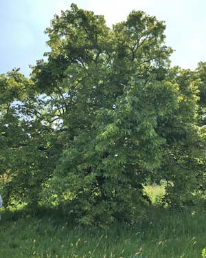 Tilia americana